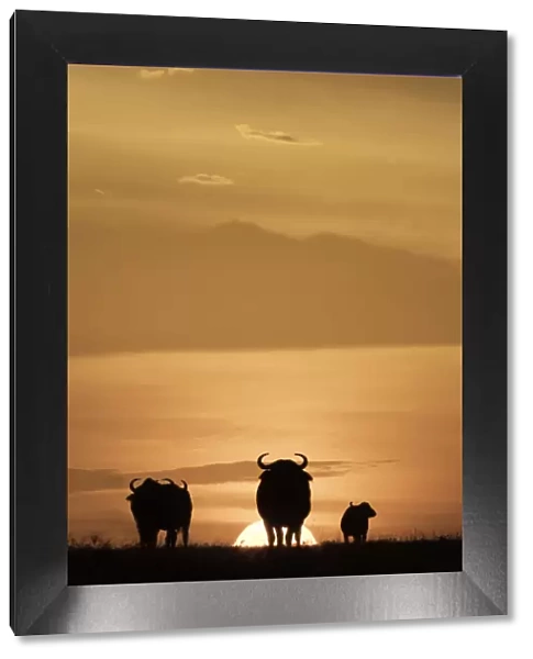 Cape buffalo in silhouette at sunset on the Msai Mara, Kenya, East Africa, Africa