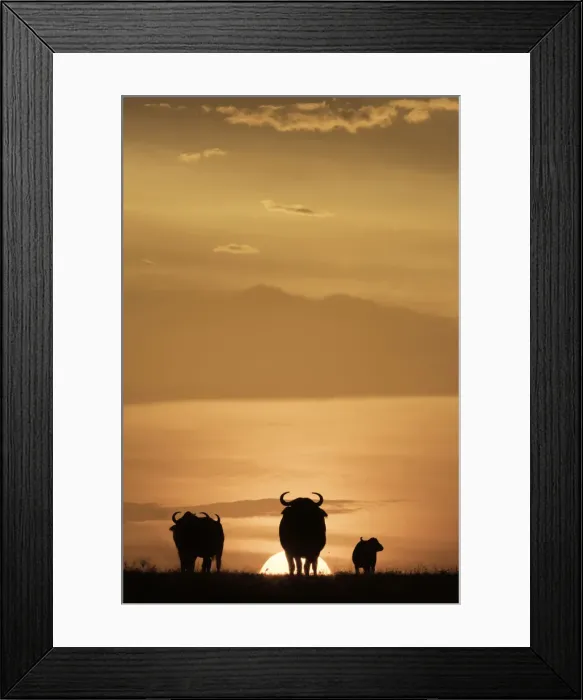 Framed Print : Cape buffalo in silhouette at sunset on the Msai Mara, Kenya, East Africa, Africa Framed Print : Cape buffalo in silhouette at sunset on the Msai Mara, Kenya, East Africa, Africa