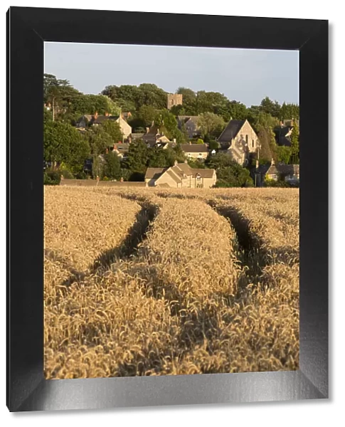 View over wheat field to village, Stonesfield, Cotswolds, Oxfordshire, England, United