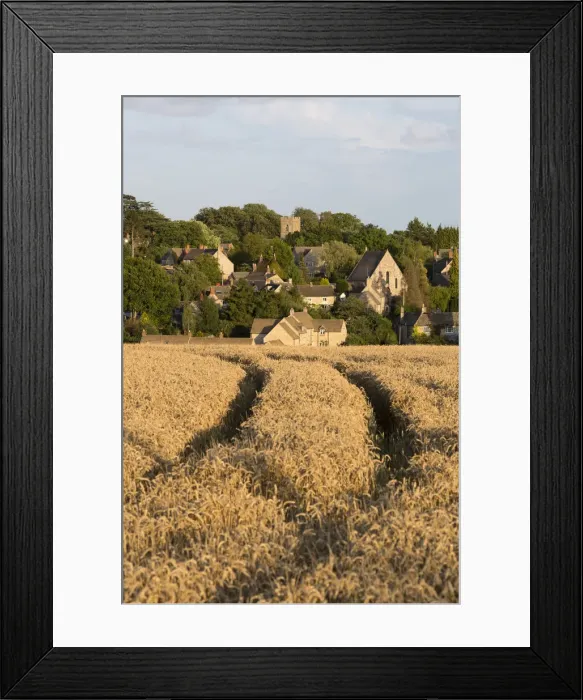 Framed Print : View over wheat field to village, Stonesfield, Cotswolds, Oxfordshire, England, United Framed Print : View over wheat field to village, Stonesfield, Cotswolds, Oxfordshire, England, United