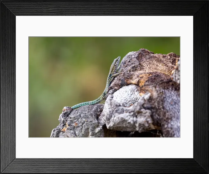 Framed Print : Tyrrhenian Wall Lizard on a rock near Santa Giulia beach, Corsica, France, Mediterranean Framed Print : Tyrrhenian Wall Lizard on a rock near Santa Giulia beach, Corsica, France, Mediterranean