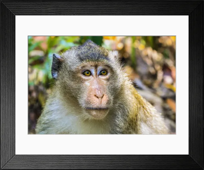 Framed Print : Crab-eating macaque (long-tailed macaque) monkey (Macaca fascicularis) in the jungle Framed Print : Crab-eating macaque (long-tailed macaque) monkey (Macaca fascicularis) in the jungle