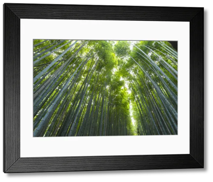 Framed Print : Arashiyama Bamboo Grove Kyoto, Japan, Asia Framed Print : Arashiyama Bamboo Grove Kyoto, Japan, Asia