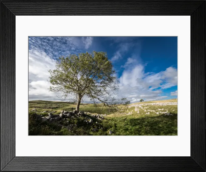 Framed Print : Tree and limestone pavement above Malham, Yorkshire Dales, Yorkshire, England, United Framed Print : Tree and limestone pavement above Malham, Yorkshire Dales, Yorkshire, England, United