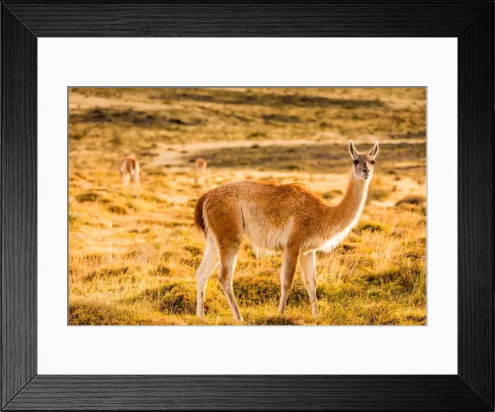 Framed Print : Guanaco posing in the wild of Torres del Paine National Park, Patagonia, Chile, South Framed Print : Guanaco posing in the wild of Torres del Paine National Park, Patagonia, Chile, South