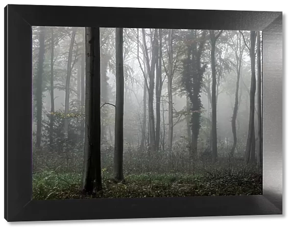 Fifty Acre Wood in mist at dawn, Leigh Woods, Bristol, England, United Kingdom, Europe