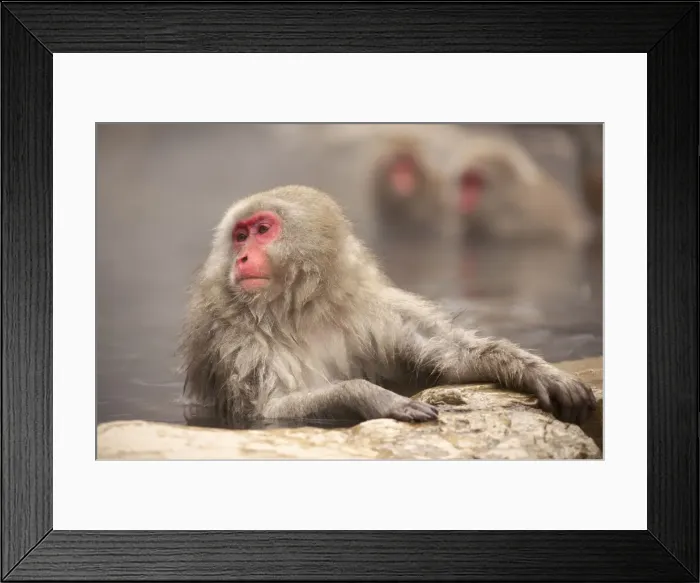 Framed Print : Japanese macaque in hot spring, Jigokudani, Nagano, Japan, Asia Framed Print : Japanese macaque in hot spring, Jigokudani, Nagano, Japan, Asia