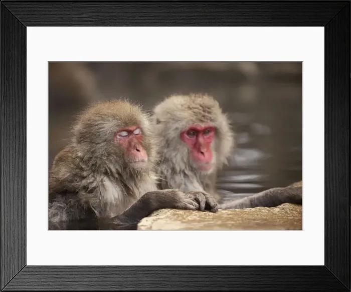 Framed Print : Japanese macaques in hot spring, Jigokudani, Nagano, Japan, Asia Framed Print : Japanese macaques in hot spring, Jigokudani, Nagano, Japan, Asia