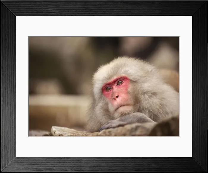Framed Print : Japanese macaque, Jigokudani, Nagano, Japan, Asia Framed Print : Japanese macaque, Jigokudani, Nagano, Japan, Asia