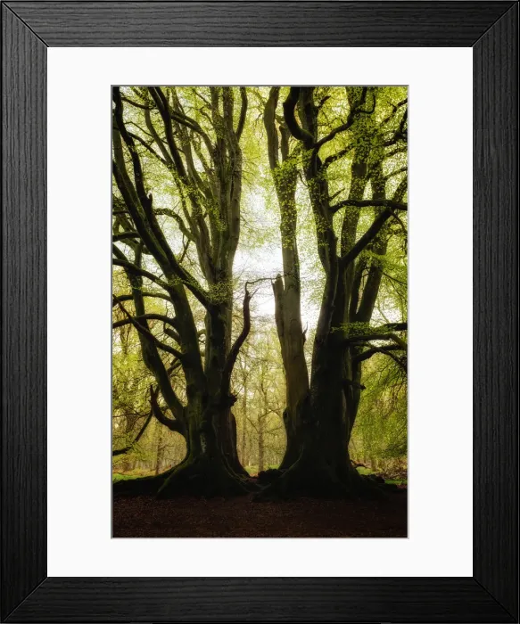 Framed Print : Two symmetrical trees, Kinclaven Bluebell Forest, Scottish Highlands, Scotland, United Framed Print : Two symmetrical trees, Kinclaven Bluebell Forest, Scottish Highlands, Scotland, United