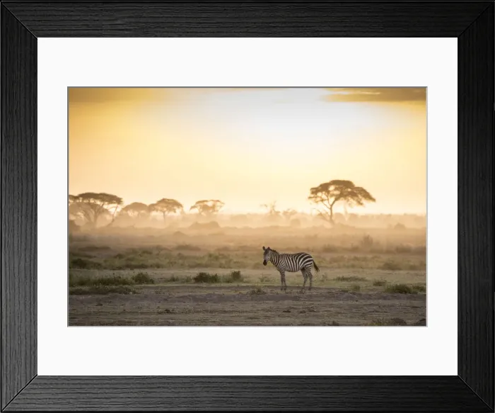 Framed Print : Zebras at sunset in Amboseli National Park, Kenya, East Africa, Africa Framed Print : Zebras at sunset in Amboseli National Park, Kenya, East Africa, Africa