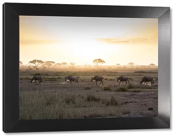 Wildebeests at sunset in Amboseli National Park, Kenya, East Africa, Africa