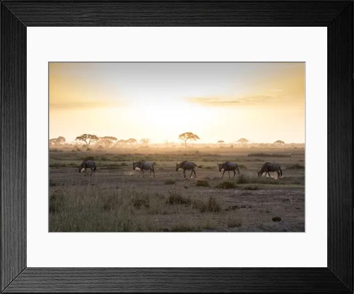 Framed Print : Wildebeests at sunset in Amboseli National Park, Kenya, East Africa, Africa Framed Print : Wildebeests at sunset in Amboseli National Park, Kenya, East Africa, Africa