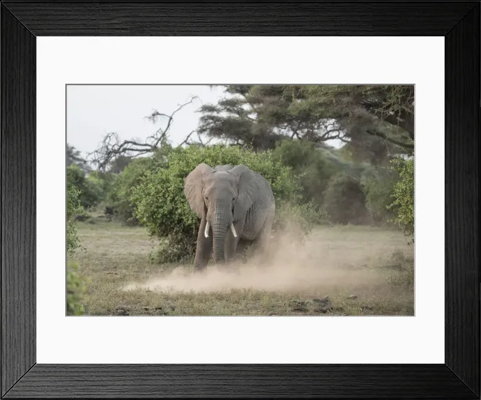 Framed Print : Elephant kicking up dust in Amboseli National Park, Kenya, East Africa, Africa