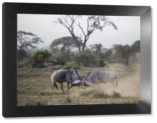 Wildebeests locking horns at Amboseli National Park, Kenya, East Africa, Africa