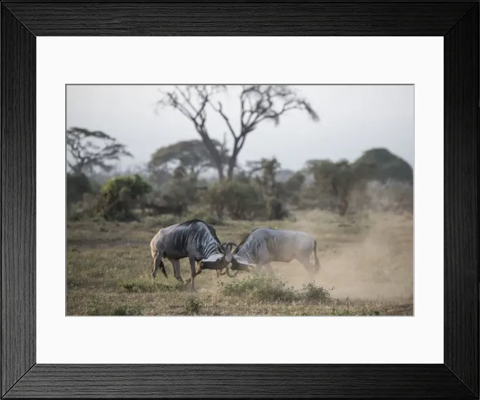 Framed Print : Wildebeests locking horns at Amboseli National Park, Kenya, East Africa, Africa Framed Print : Wildebeests locking horns at Amboseli National Park, Kenya, East Africa, Africa
