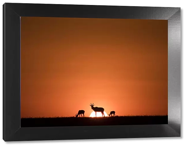 Topis, medium-sized antelopes, in front of the rising sun, Msai Mara, Kenya, East