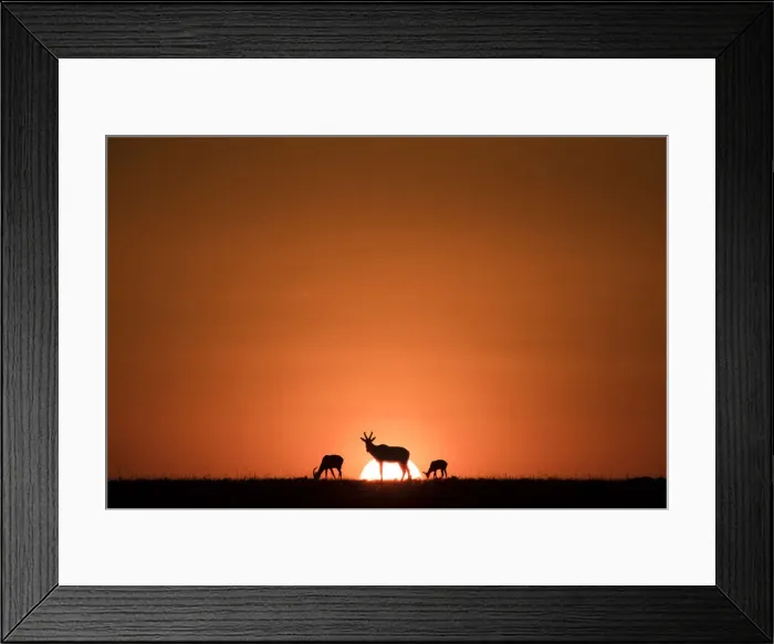 Framed Print : Topis, medium-sized antelopes, in front of the rising sun, Msai Mara, Kenya, East Framed Print : Topis, medium-sized antelopes, in front of the rising sun, Msai Mara, Kenya, East