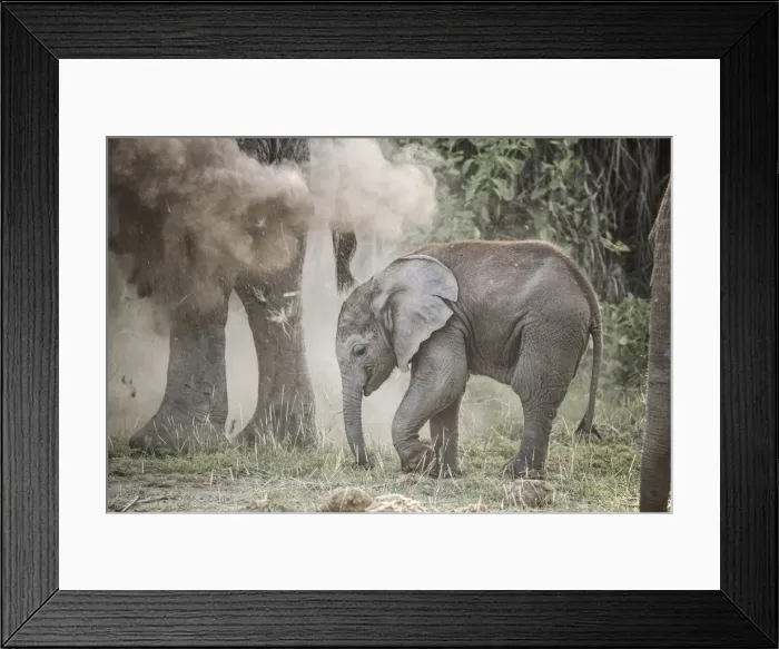 Framed Print : Baby elephant in a cloud of dust sprayed by its mother, Amboseli National Park, Kenya Framed Print : Baby elephant in a cloud of dust sprayed by its mother, Amboseli National Park, Kenya
