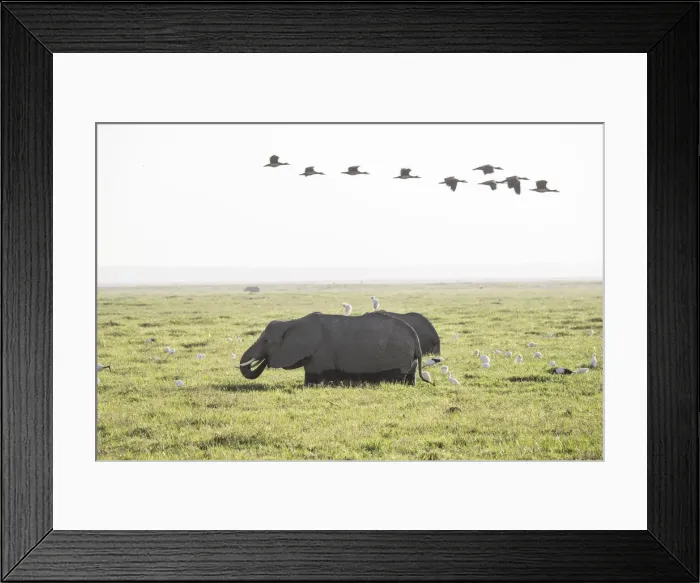 Framed Print : Elephants strolling through a marsh in Amboseli National Park, Kenya, East Africa, Africa Framed Print : Elephants strolling through a marsh in Amboseli National Park, Kenya, East Africa, Africa