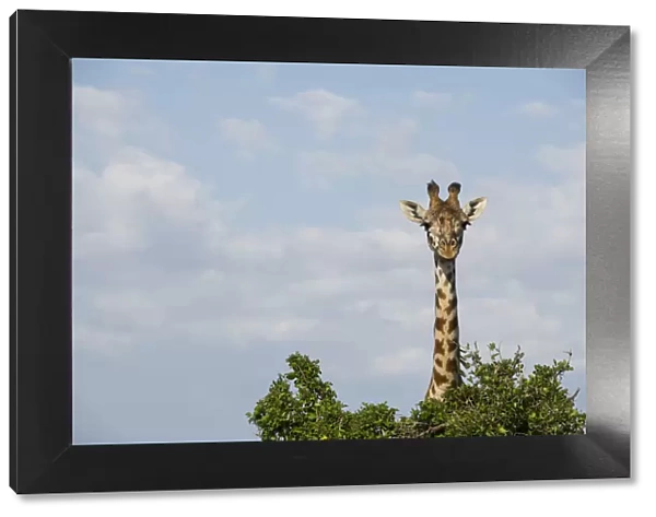 Giraffe behind a tree on the Msai Mara, Kenya, East Africa, Africa