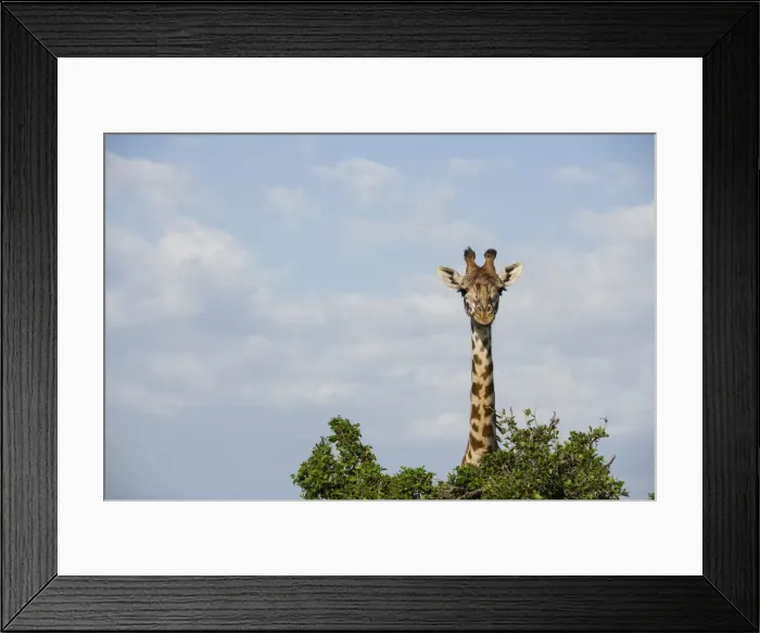 Framed Print : Giraffe behind a tree on the Msai Mara, Kenya, East Africa, Africa Framed Print : Giraffe behind a tree on the Msai Mara, Kenya, East Africa, Africa