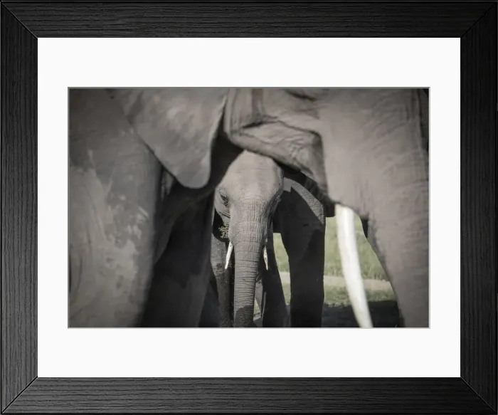 Framed Print : Baby elephant framed by its mother, Msai Mara, Kenya, East Africa, Africa Framed Print : Baby elephant framed by its mother, Msai Mara, Kenya, East Africa, Africa