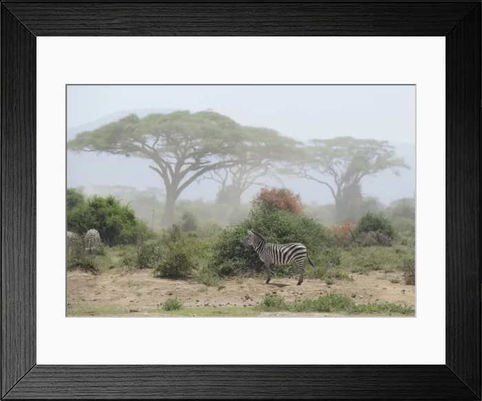 Framed Print : Zebra under an Acacia tree in dusty Amboseli National Park, Kenya, East Africa, Africa Framed Print : Zebra under an Acacia tree in dusty Amboseli National Park, Kenya, East Africa, Africa