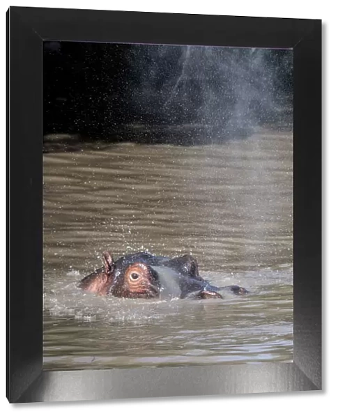 Hippo spraying water in a pool, Msai Mara, Kenya, East Africa, Africa