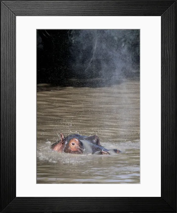 Framed Print : Hippo spraying water in a pool, Msai Mara, Kenya, East Africa, Africa Framed Print : Hippo spraying water in a pool, Msai Mara, Kenya, East Africa, Africa