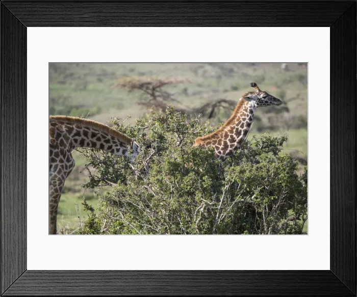 Framed Print : Giraffes, Msai Mara, Kenya, East Africa, Africa