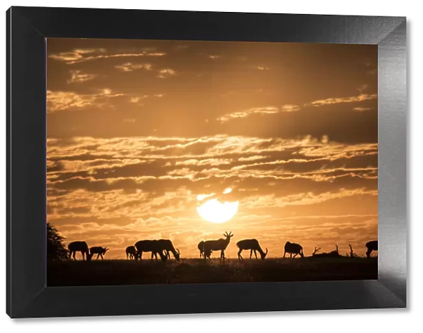 Topis at sunrise, Msai Mara, Kenya, East Africa, Africa
