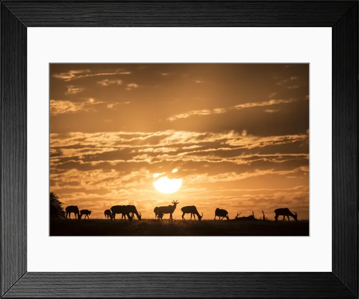 Framed Print : Topis at sunrise, Msai Mara, Kenya, East Africa, Africa