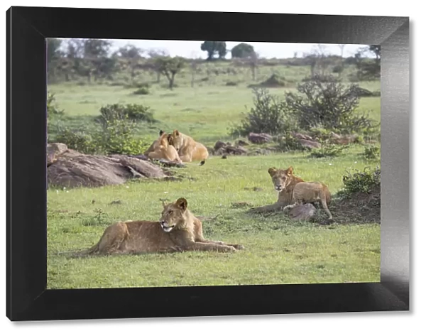 Lion pride relaxing on the Msai Mara, Kenya, East Africa, Africa