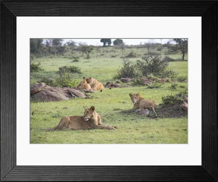 Framed Print : Lion pride relaxing on the Msai Mara, Kenya, East Africa, Africa Framed Print : Lion pride relaxing on the Msai Mara, Kenya, East Africa, Africa
