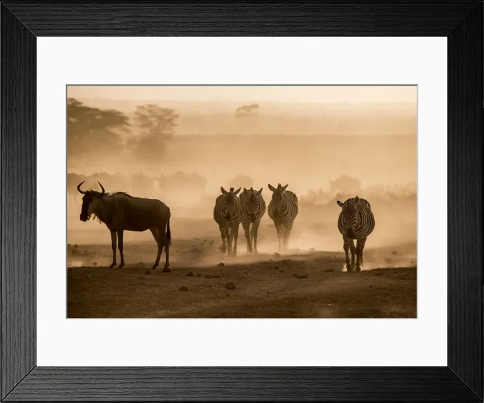 Framed Print : Wildebeests and zebras on the move at dusk across the dusty landscape of Amboseli Framed Print : Wildebeests and zebras on the move at dusk across the dusty landscape of Amboseli