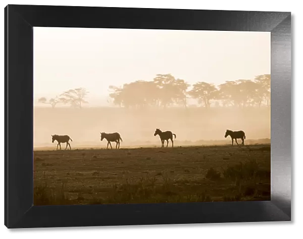 Zebras on the move at dusk across the dusty landscape of Amboseli National Park, Kenya
