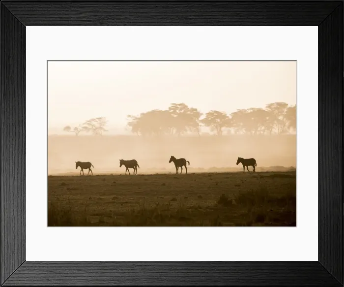 Framed Print : Zebras on the move at dusk across the dusty landscape of Amboseli National Park, Kenya Framed Print : Zebras on the move at dusk across the dusty landscape of Amboseli National Park, Kenya