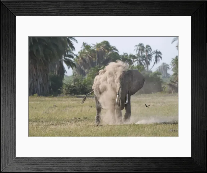 Framed Print : An elephant spraying itself with dust in Amboseli National Park, Kenya, East Africa Framed Print : An elephant spraying itself with dust in Amboseli National Park, Kenya, East Africa