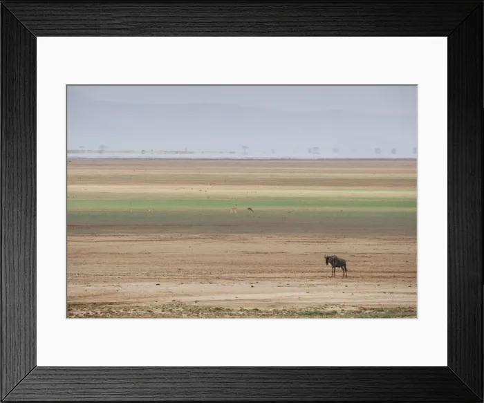 Framed Print : Wildebeest on the stripes of a salt flat in Amboseli National Park, Kenya, East Africa Framed Print : Wildebeest on the stripes of a salt flat in Amboseli National Park, Kenya, East Africa