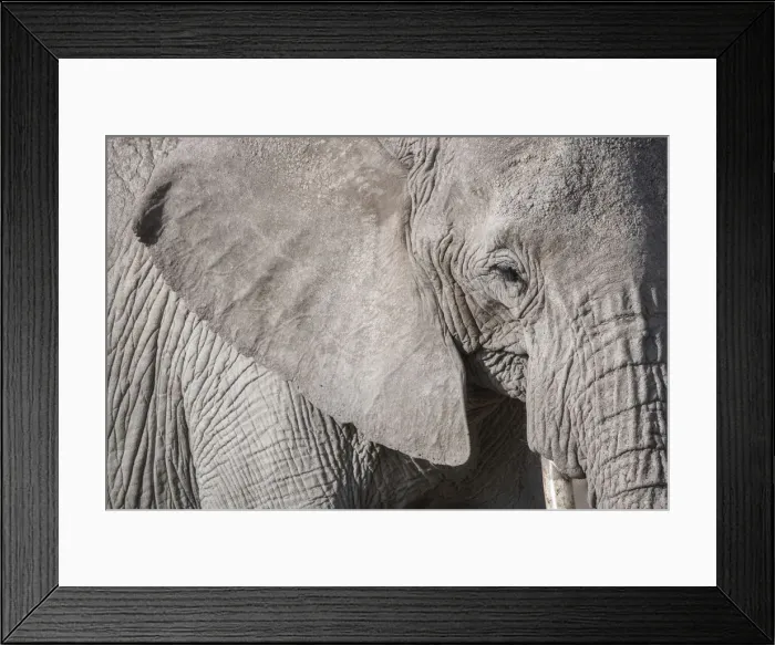 Framed Print : Closeup of an elephant in Amboseli National Park, Kenya, East Africa, Africa Framed Print : Closeup of an elephant in Amboseli National Park, Kenya, East Africa, Africa
