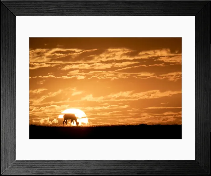 Framed Print : Topi at sunrise, Msai Mara, Kenya, East Africa, Africa Framed Print : Topi at sunrise, Msai Mara, Kenya, East Africa, Africa