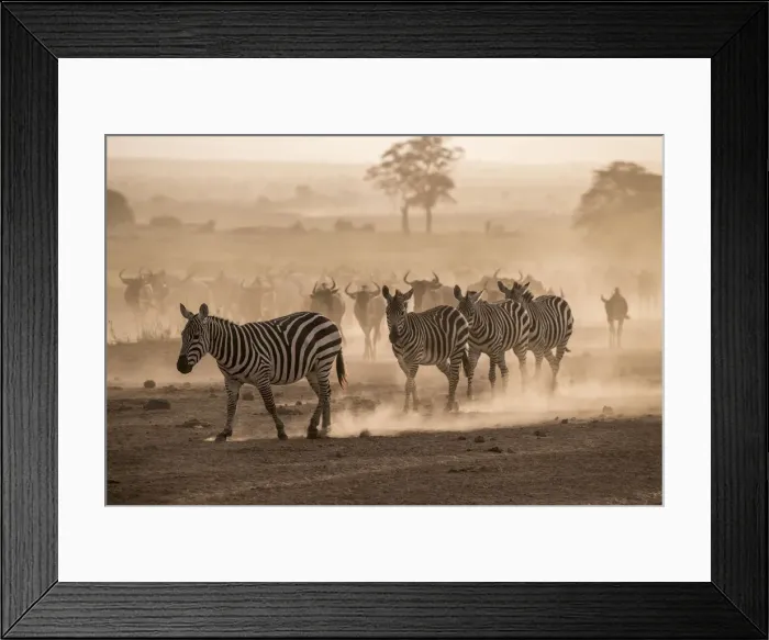 Framed Print : Wildebeests and zebras on the move at dusk across the dusty landscape of Amboseli Framed Print : Wildebeests and zebras on the move at dusk across the dusty landscape of Amboseli