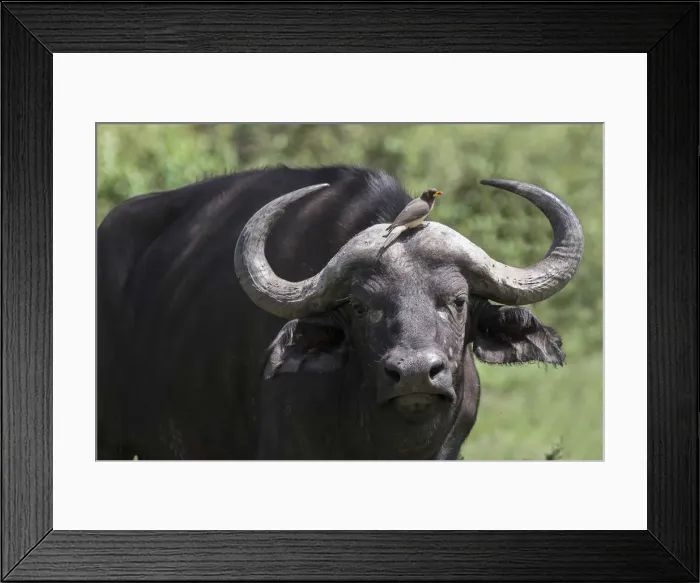 Framed Print : Oxpecker sitting on the forehead of an African Cape Buffalo in the Msai Mara National Framed Print : Oxpecker sitting on the forehead of an African Cape Buffalo in the Msai Mara National