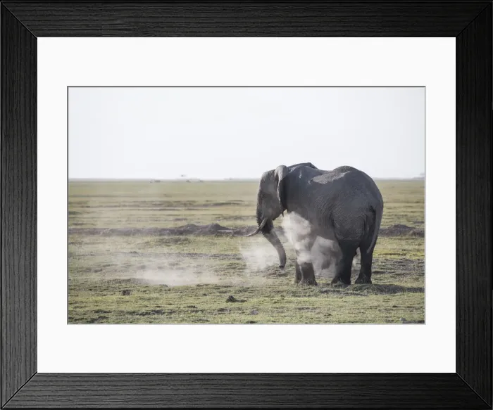 Framed Print : Elephant spraying dust on itself in Amboseli National Park, Kenya, East Africa, Africa Framed Print : Elephant spraying dust on itself in Amboseli National Park, Kenya, East Africa, Africa