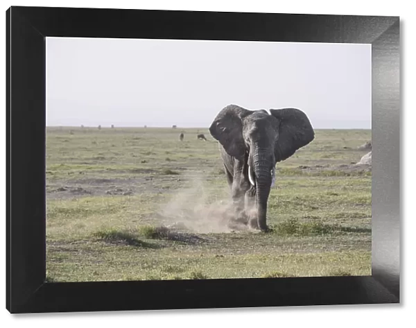 Elephant stirring up dust in Amboseli National Park, Kenya, East Africa, Africa