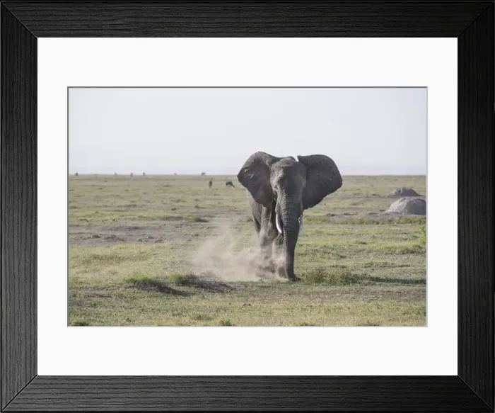 Framed Print : Elephant stirring up dust in Amboseli National Park, Kenya, East Africa, Africa Framed Print : Elephant stirring up dust in Amboseli National Park, Kenya, East Africa, Africa