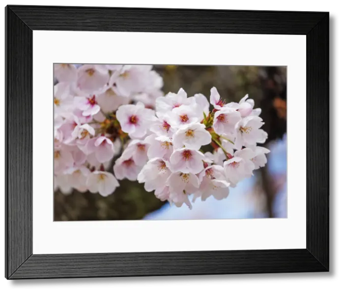 Framed Print : Cherry blossom, Kyoto, Japan, Asia Framed Print : Cherry blossom, Kyoto, Japan, Asia