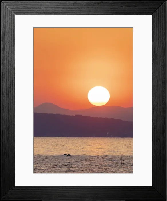 Framed Print : Dolphins in the bay, Izu Hanto, Shizuoka Prefecture, Honshu, Japan, Asia