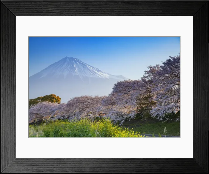 Framed Print : Mount Fuji, 3776m, UNESCO World Heritage Site, Yamanashi Prefecture, Honshu, Japan, Asia Framed Print : Mount Fuji, 3776m, UNESCO World Heritage Site, Yamanashi Prefecture, Honshu, Japan, Asia